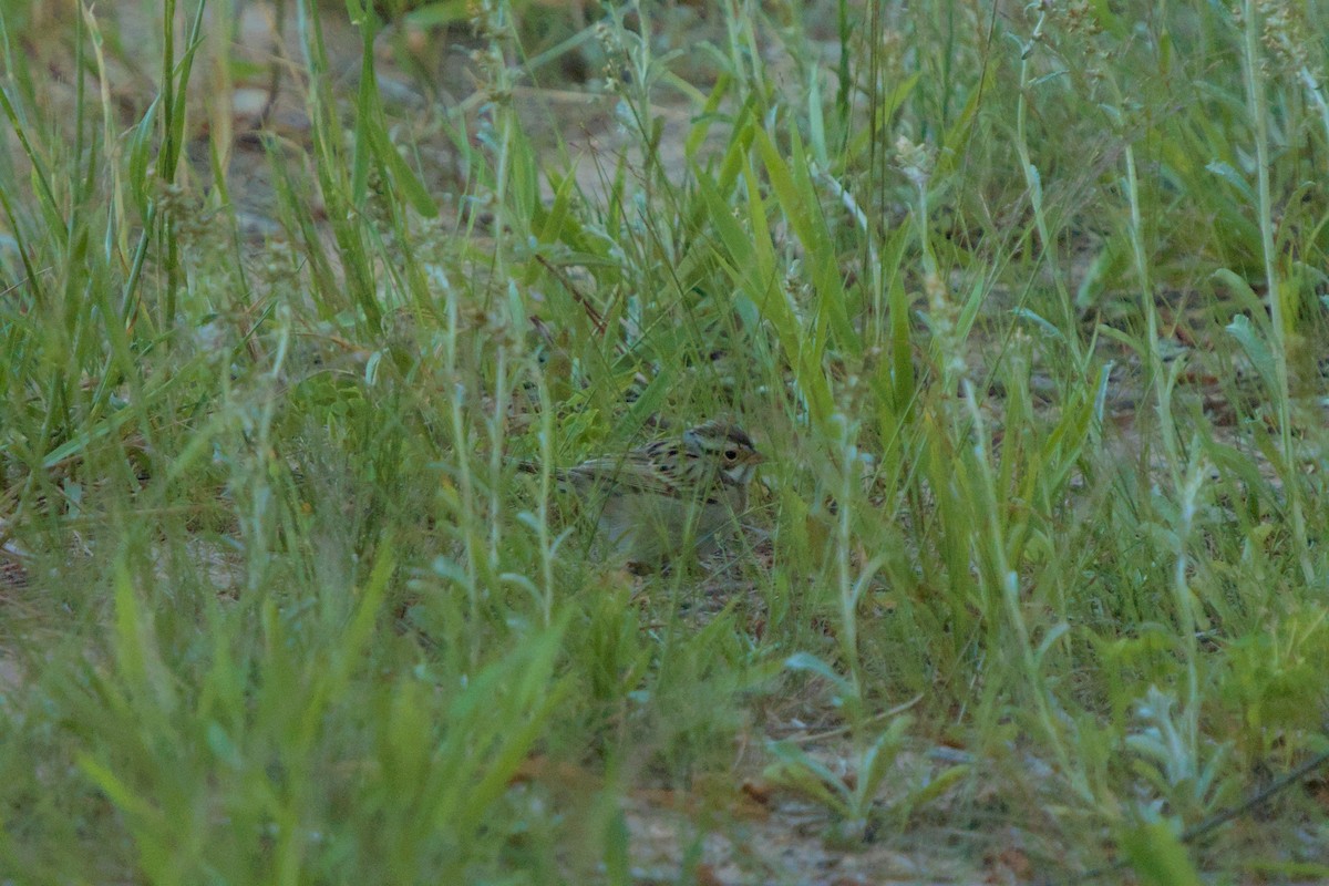Clay-colored Sparrow - ML656551164
