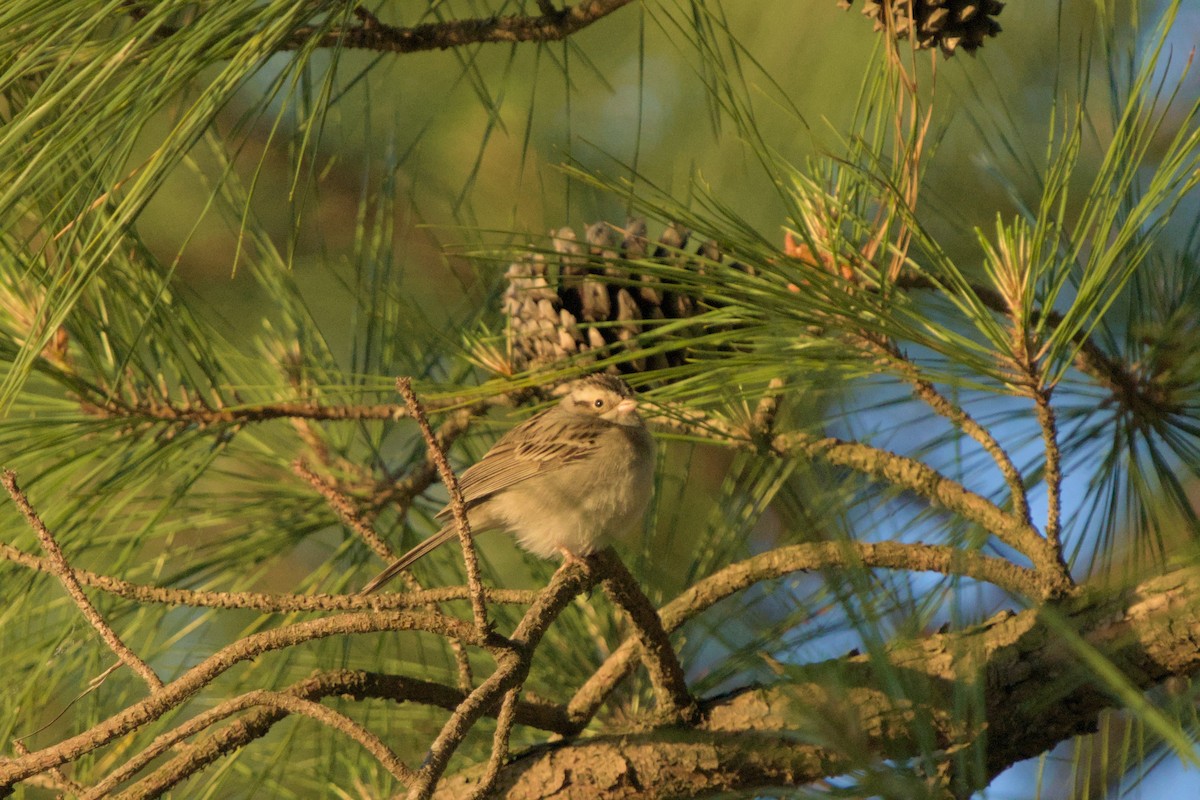 Clay-colored Sparrow - ML656551165