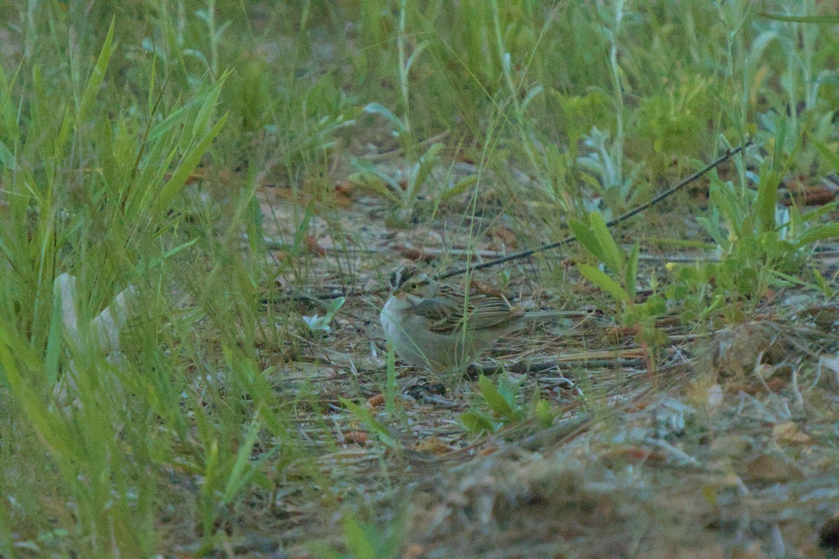 Clay-colored Sparrow - ML656551166