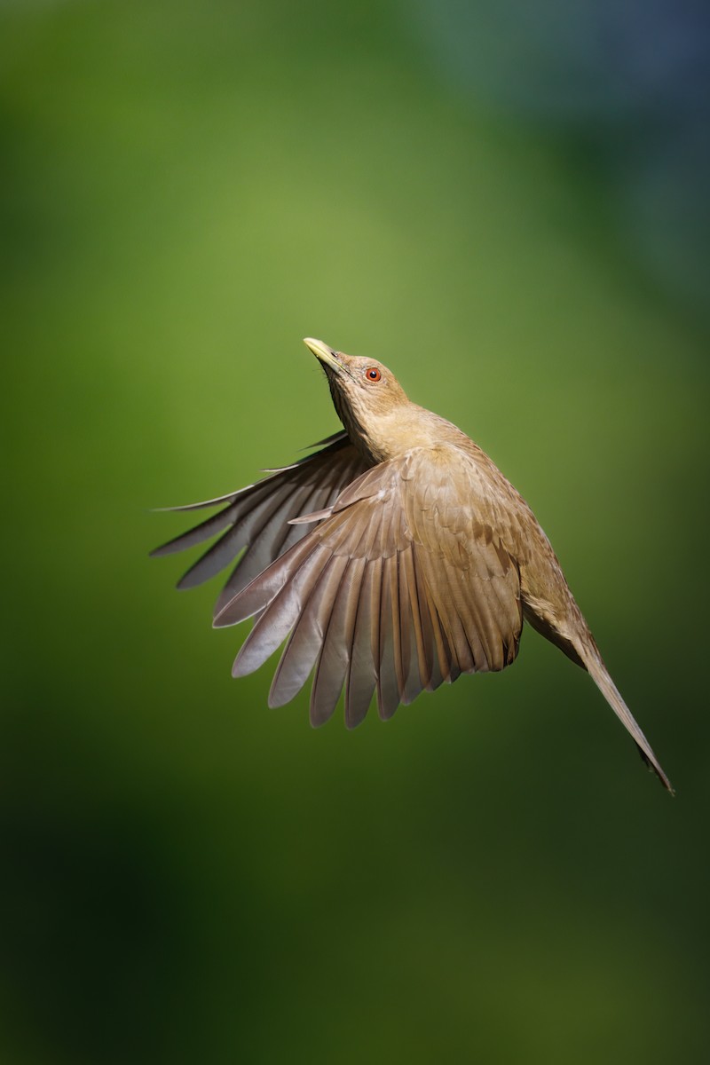Clay-colored Thrush - ML656551382