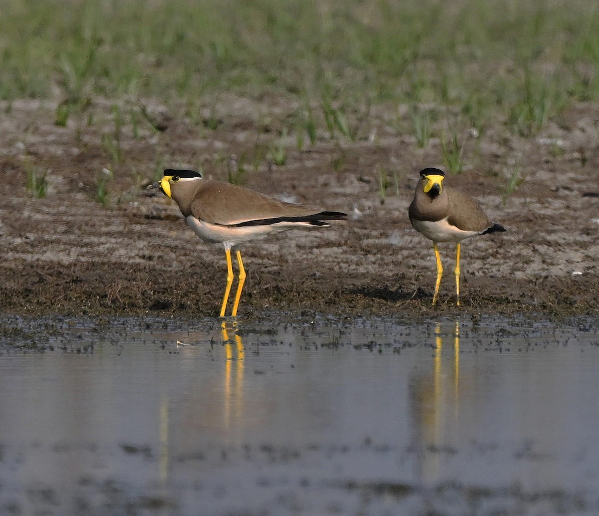 eBird Checklist - 3 May 2026 - Challakere, Chitradurga IN-Karnataka 14. ...
