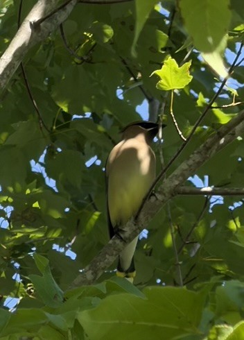 Cedar Waxwing - ML656553815