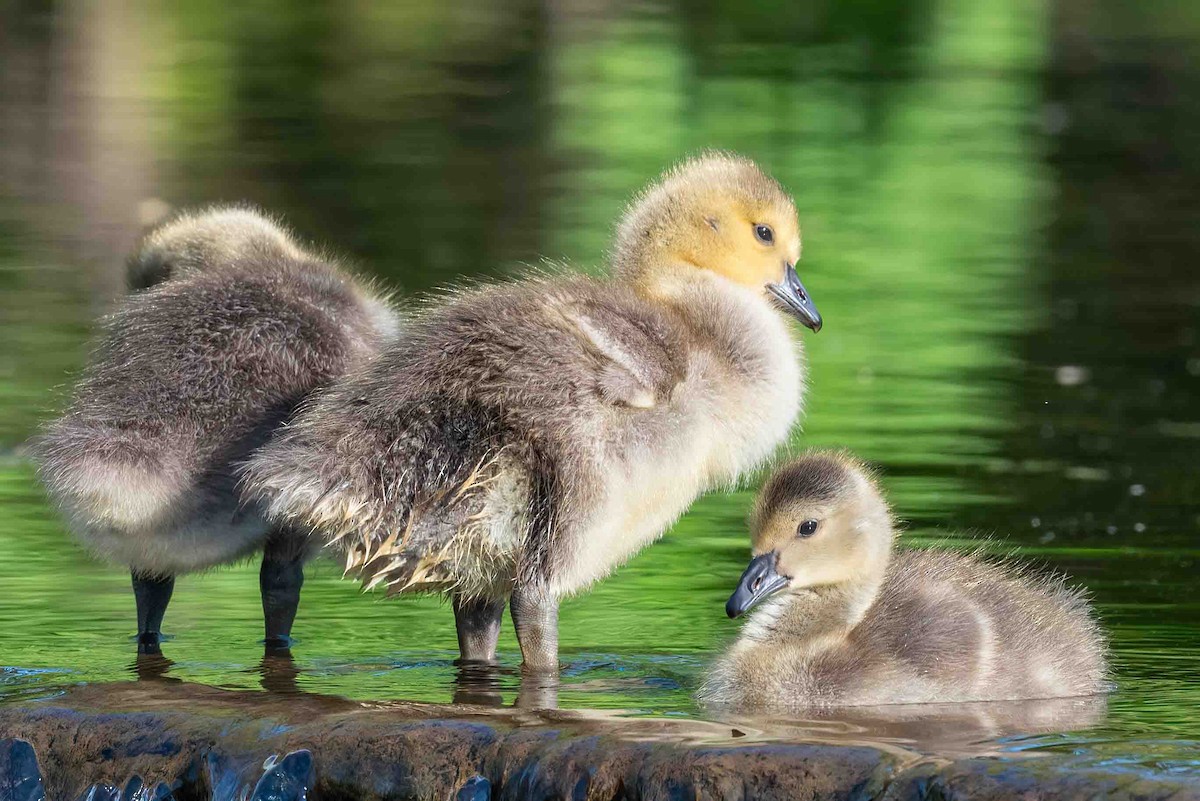 Canada Goose - ML656553840