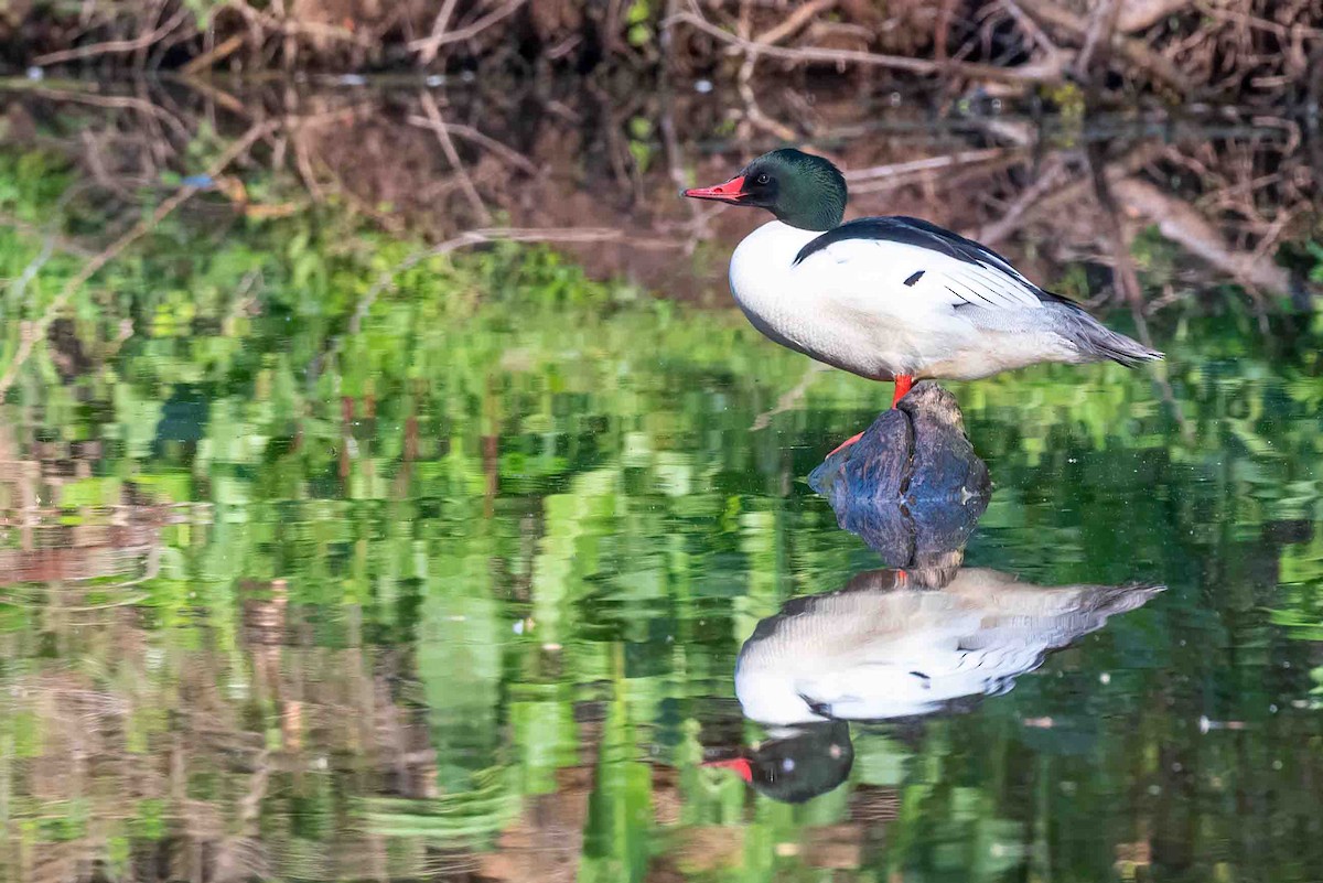 Common Merganser - ML656553865