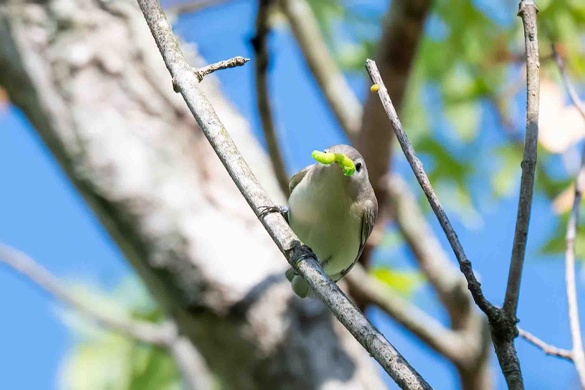 Eastern Warbling Vireo - ML656553927
