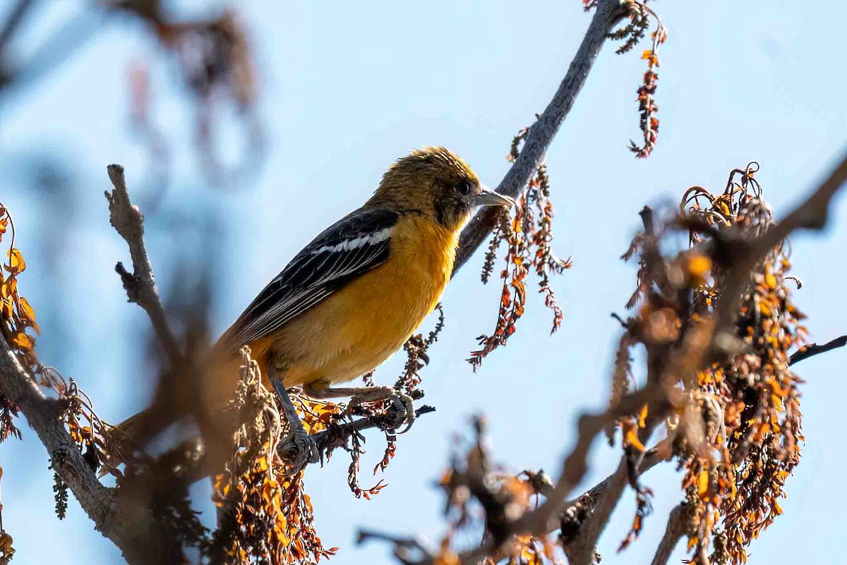 Baltimore Oriole - ML656553973