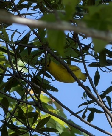 Northern Yellow Warbler - ML656553983