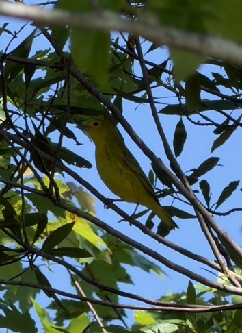 Northern Yellow Warbler - ML656553984