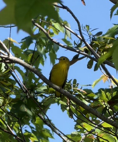 Northern Yellow Warbler - ML656553985