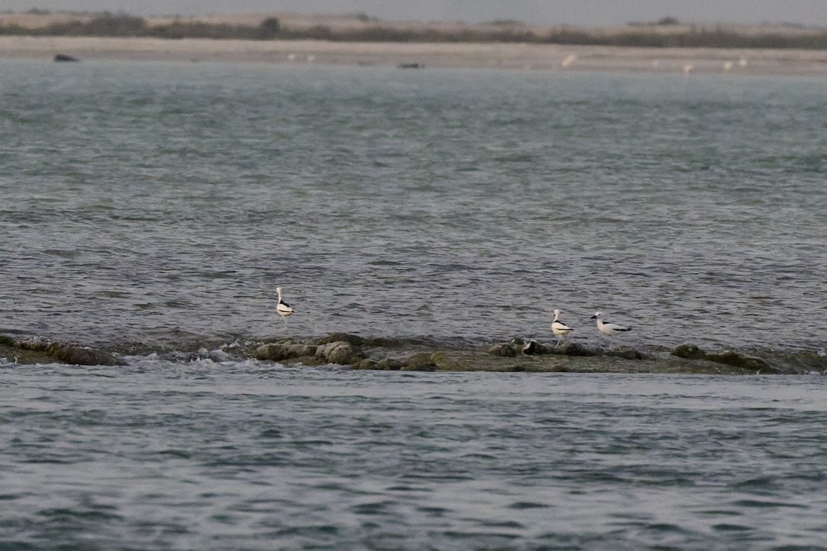Crab-Plover - ML656555595