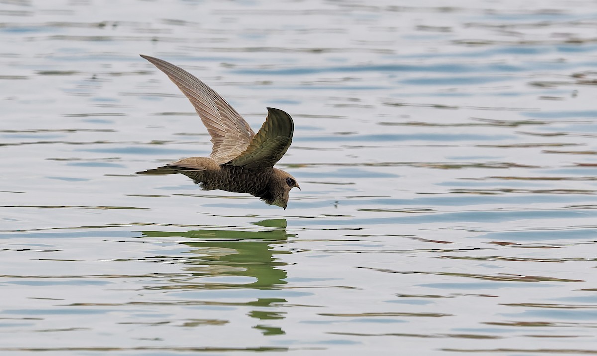 Pallid Swift - ML656557021