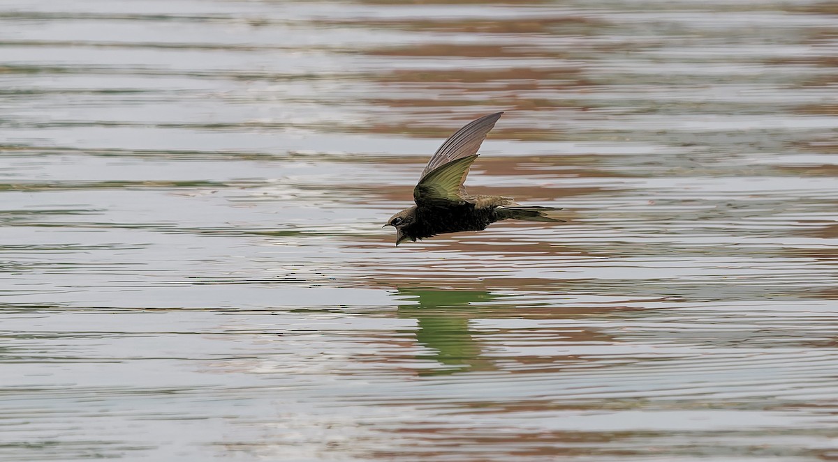 Common Swift - ML656557048