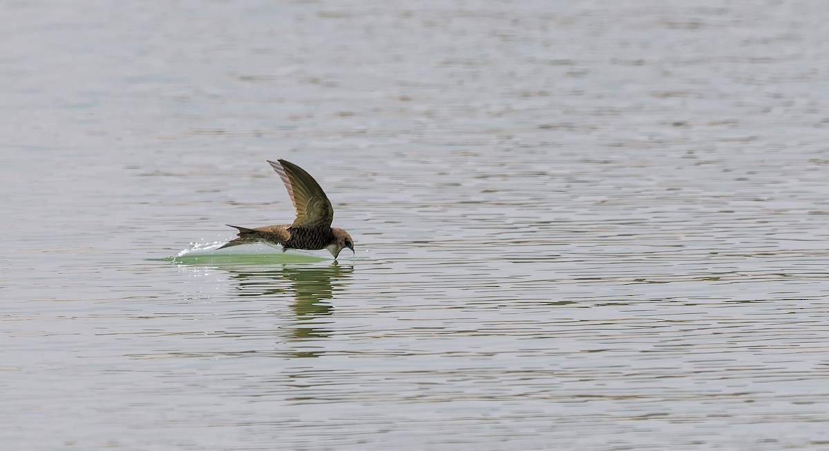 Pallid Swift - ML656557170