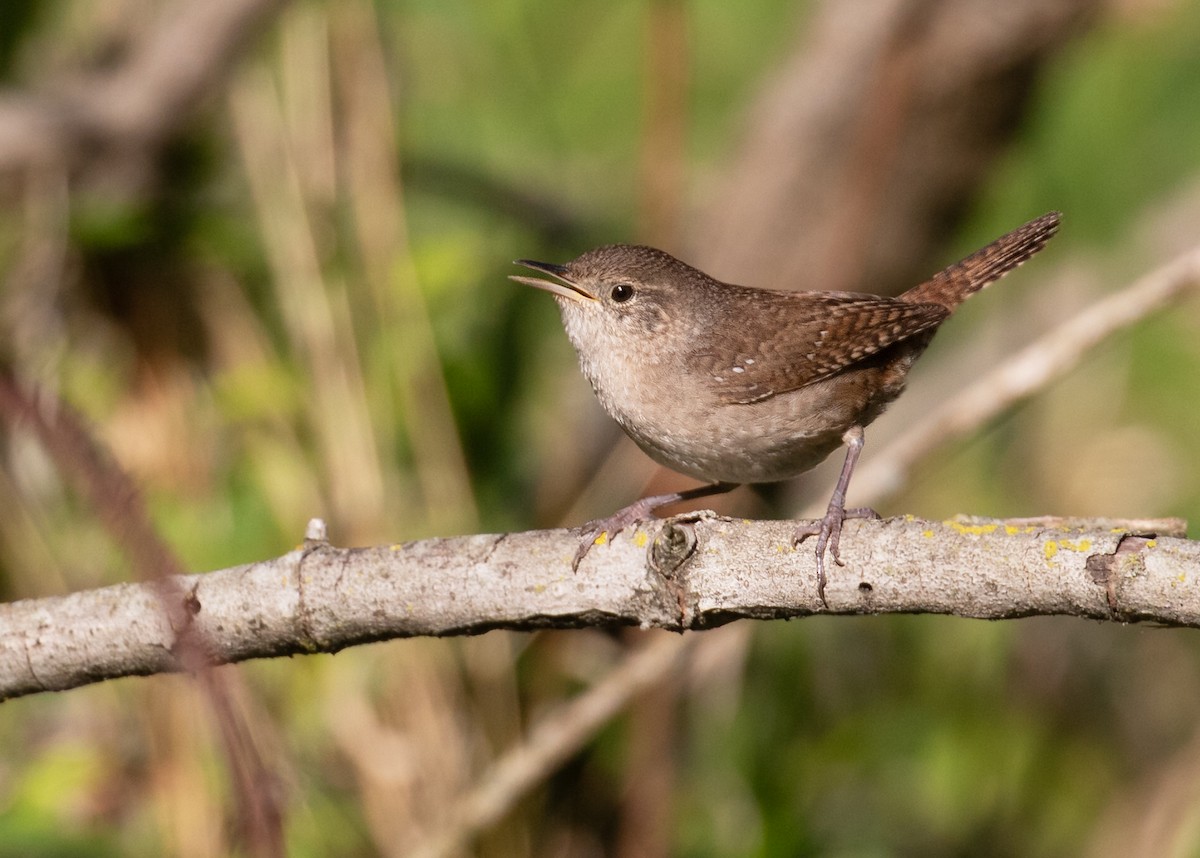 Northern House Wren - ML656559482