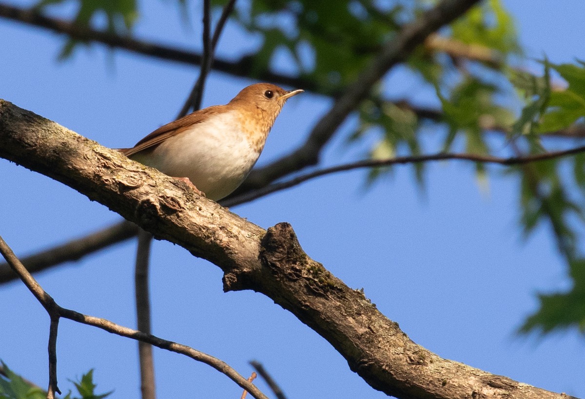 Veery - ML656559504