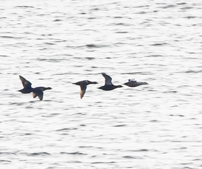 Steller's Eider - ML656560307