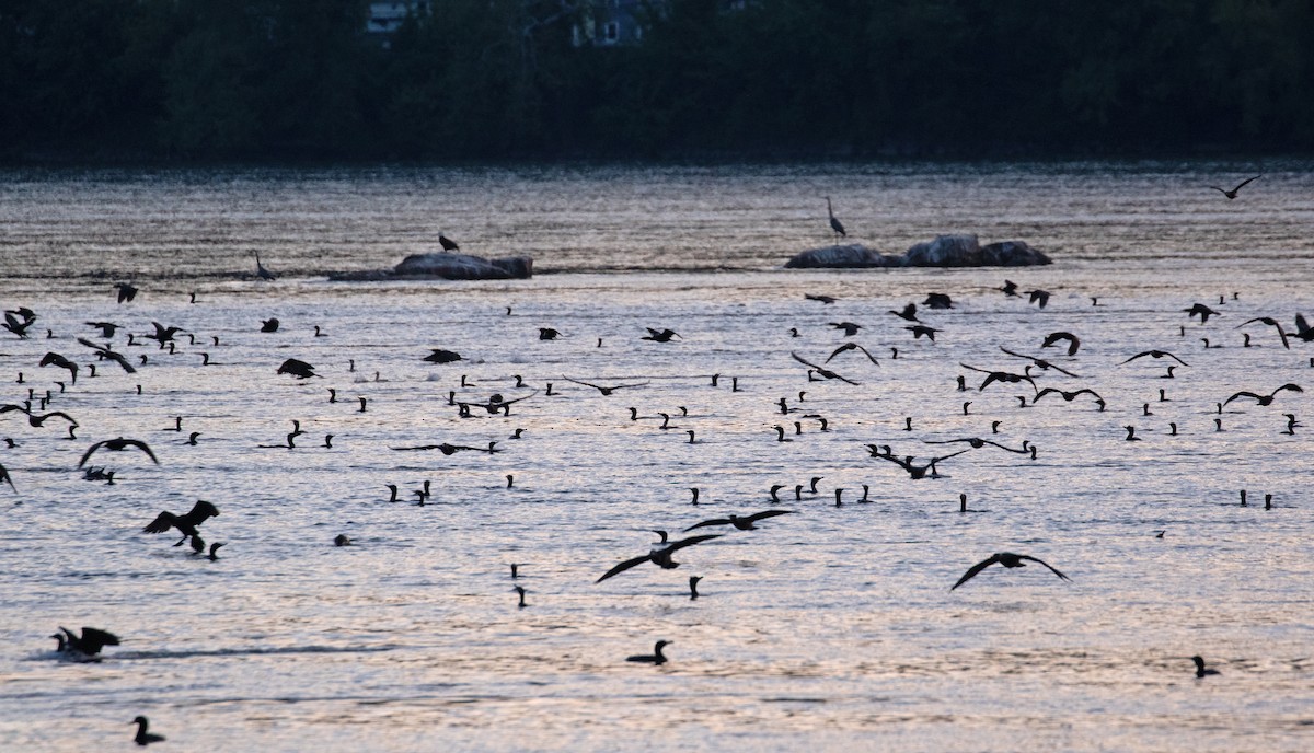 Double-crested Cormorant - ML656560405