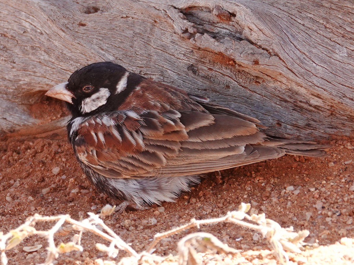 Chestnut-backed Sparrow-Lark - ML656560494