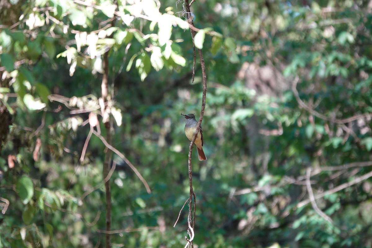 Great Crested Flycatcher - ML656560640