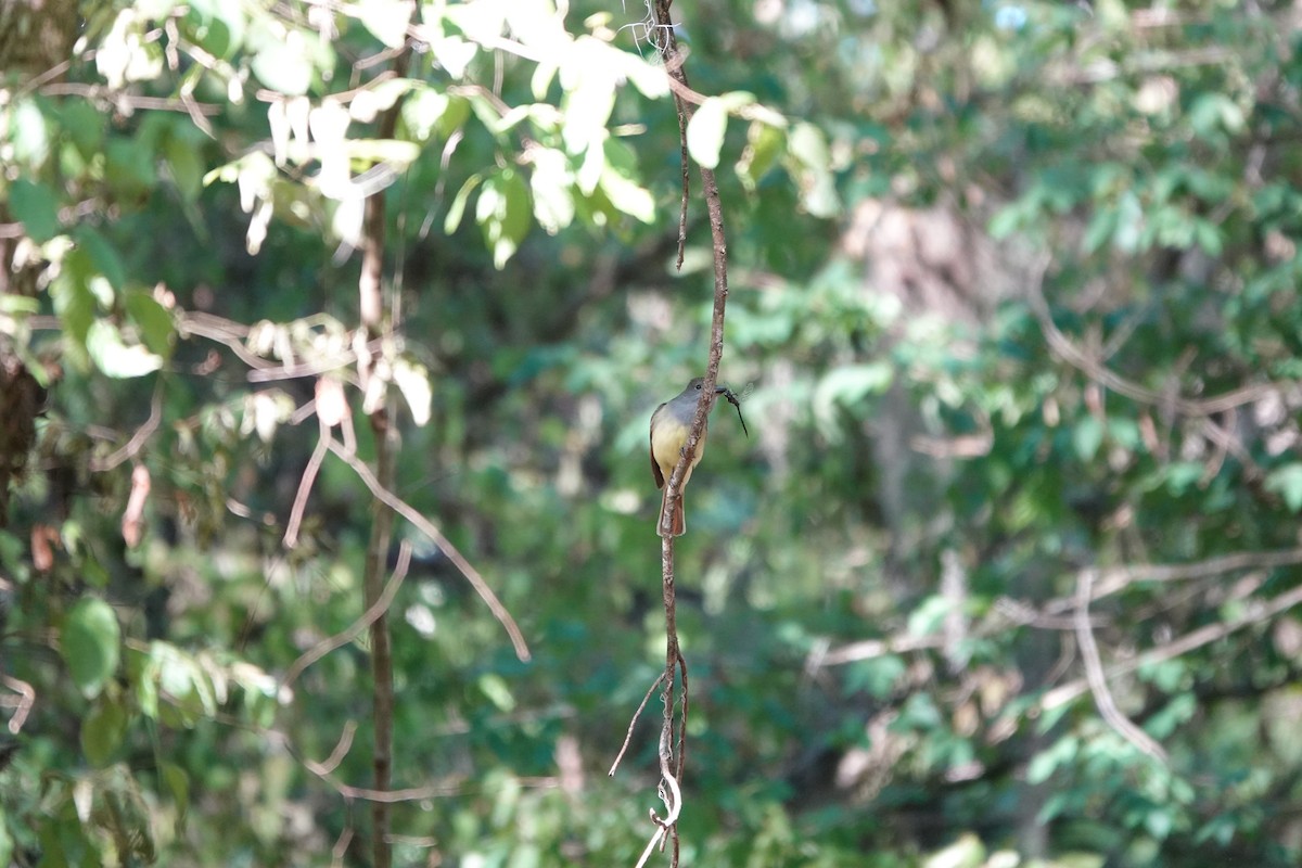 Great Crested Flycatcher - ML656560652