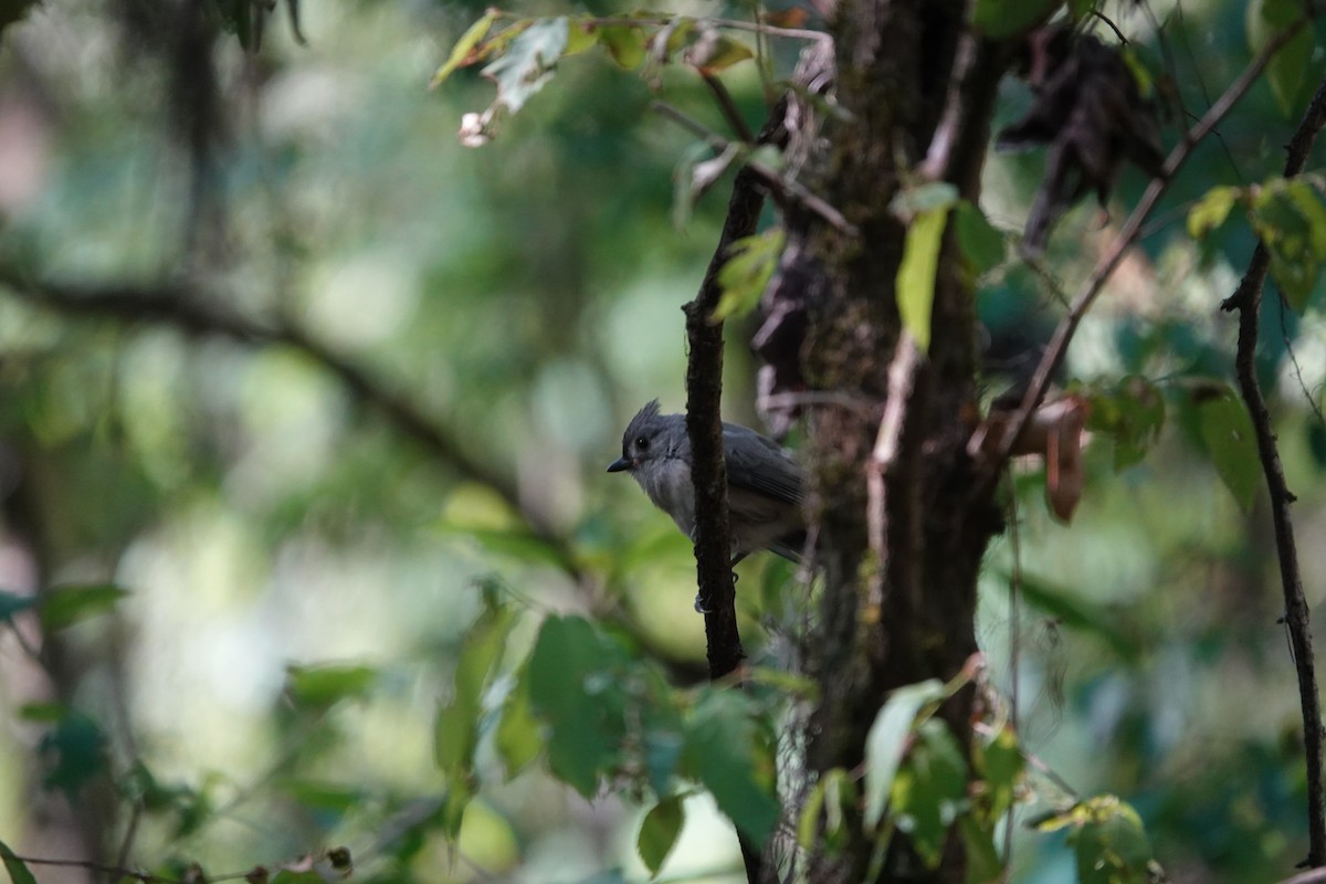 Tufted Titmouse - ML656560659