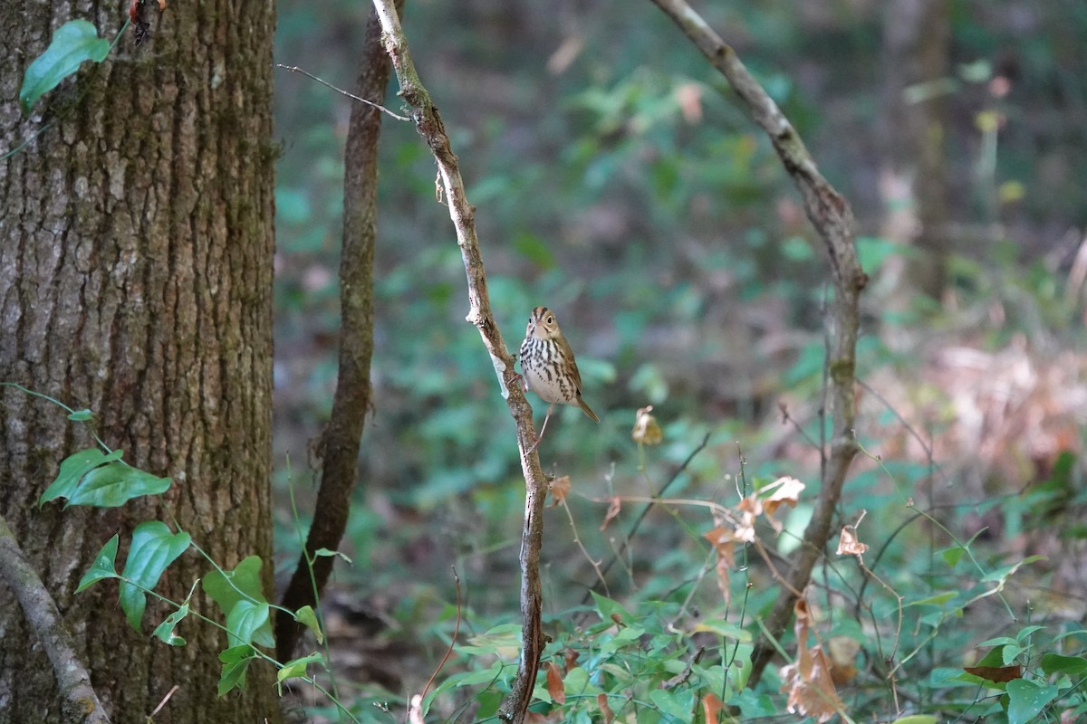 Ovenbird - ML656560672