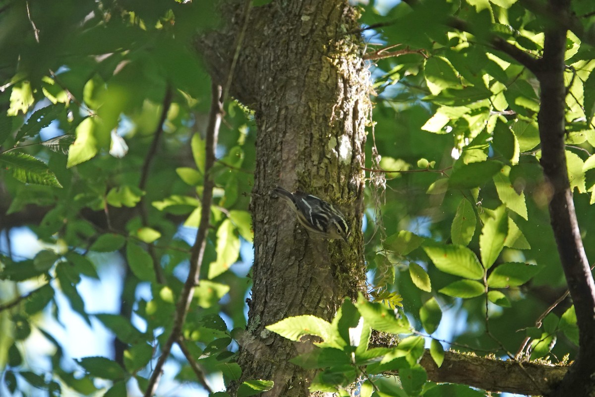 Black-and-white Warbler - ML656560688