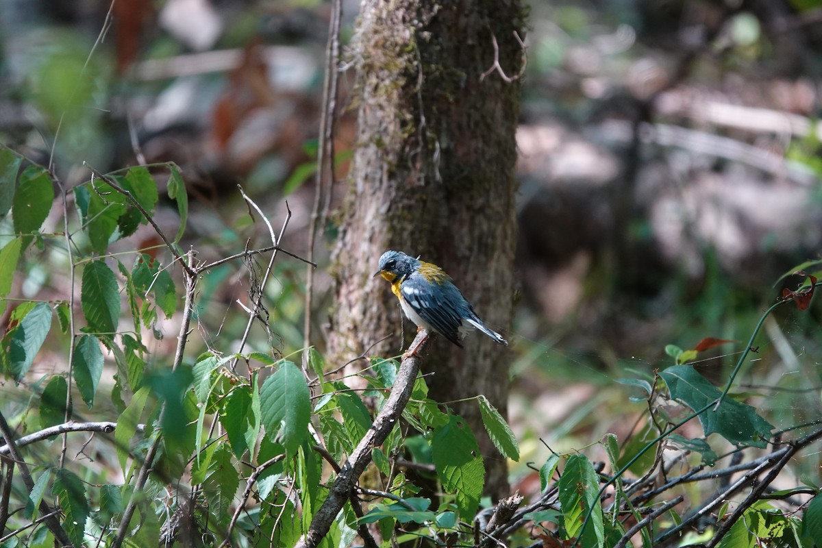 Northern Parula - ML656560700