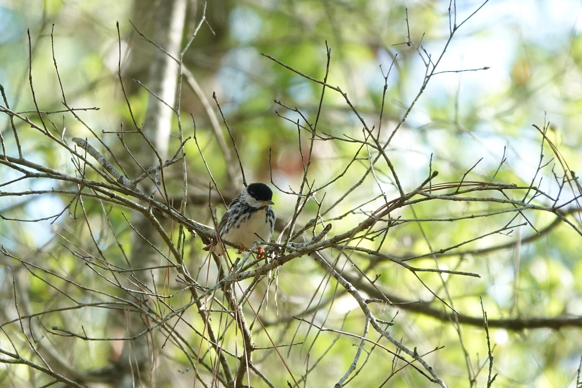 Blackpoll Warbler - ML656560704