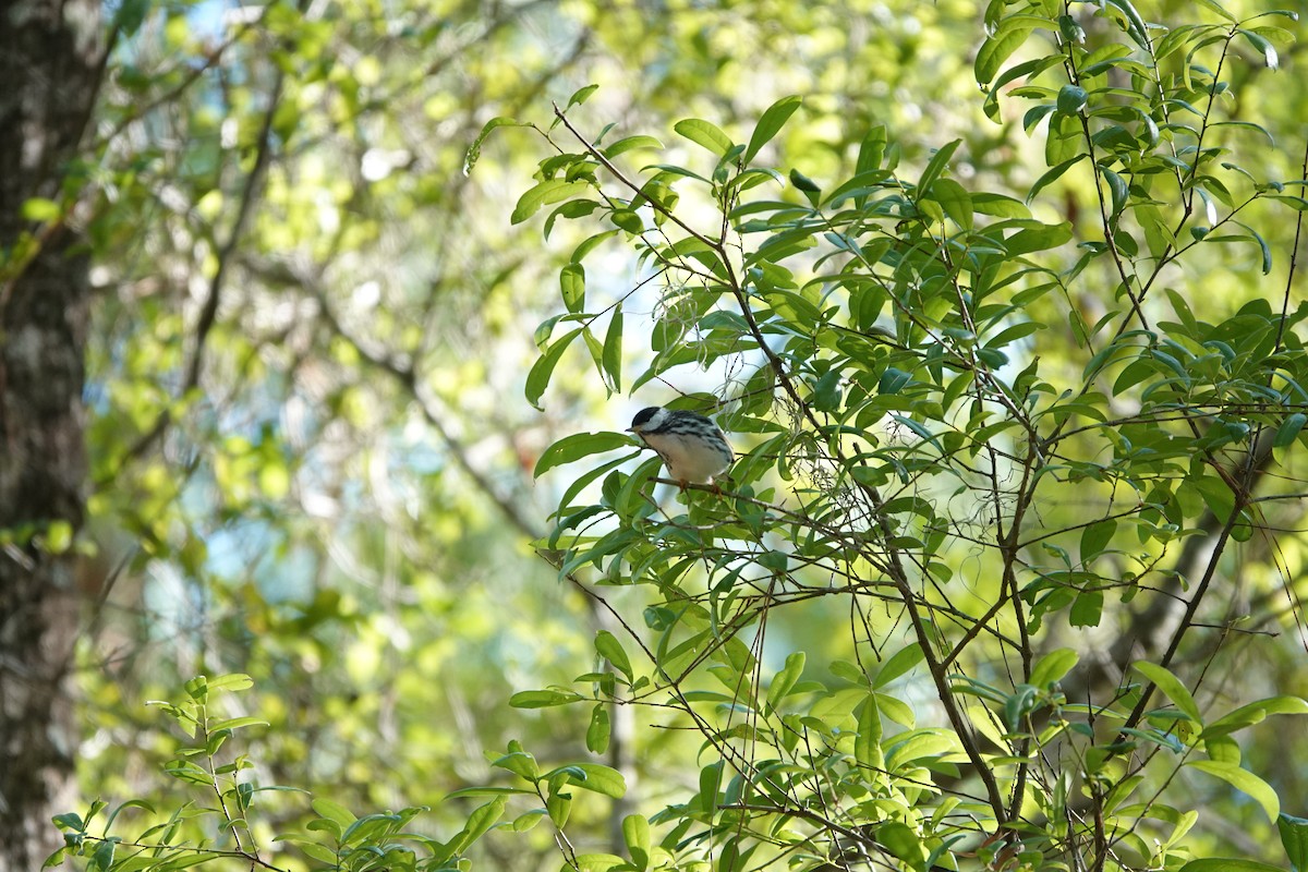 Blackpoll Warbler - ML656560710