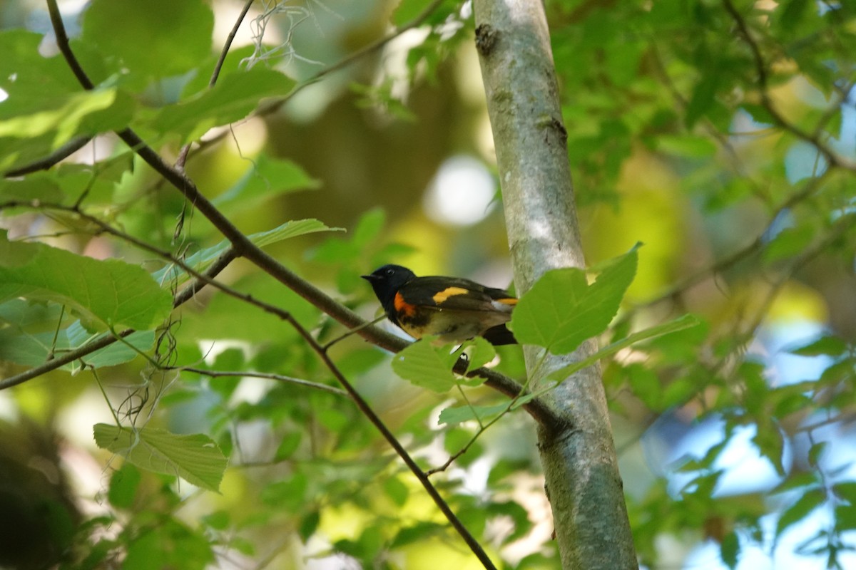 American Redstart - ML656560822