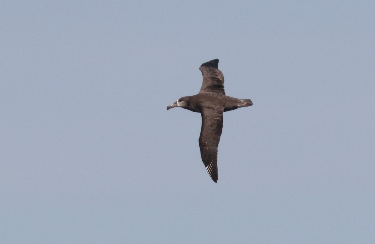 Black-footed Albatross - ML656561011