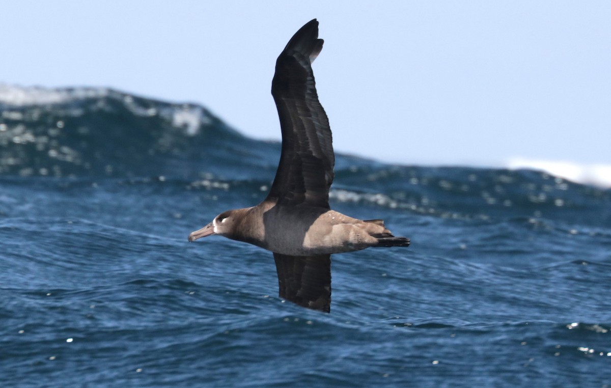 Black-footed Albatross - ML656561012