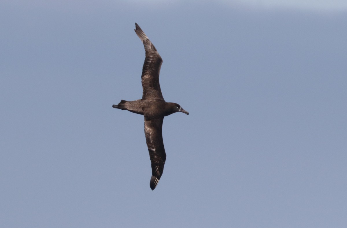 Black-footed Albatross - ML656561013