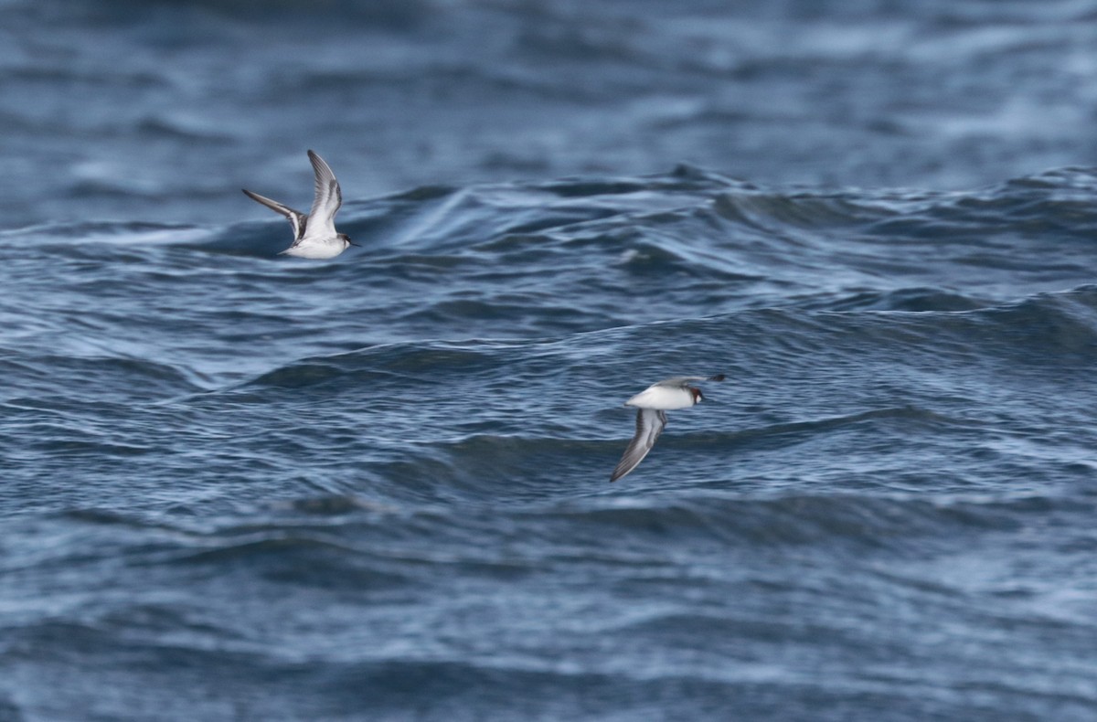 Red-necked Phalarope - ML656561019