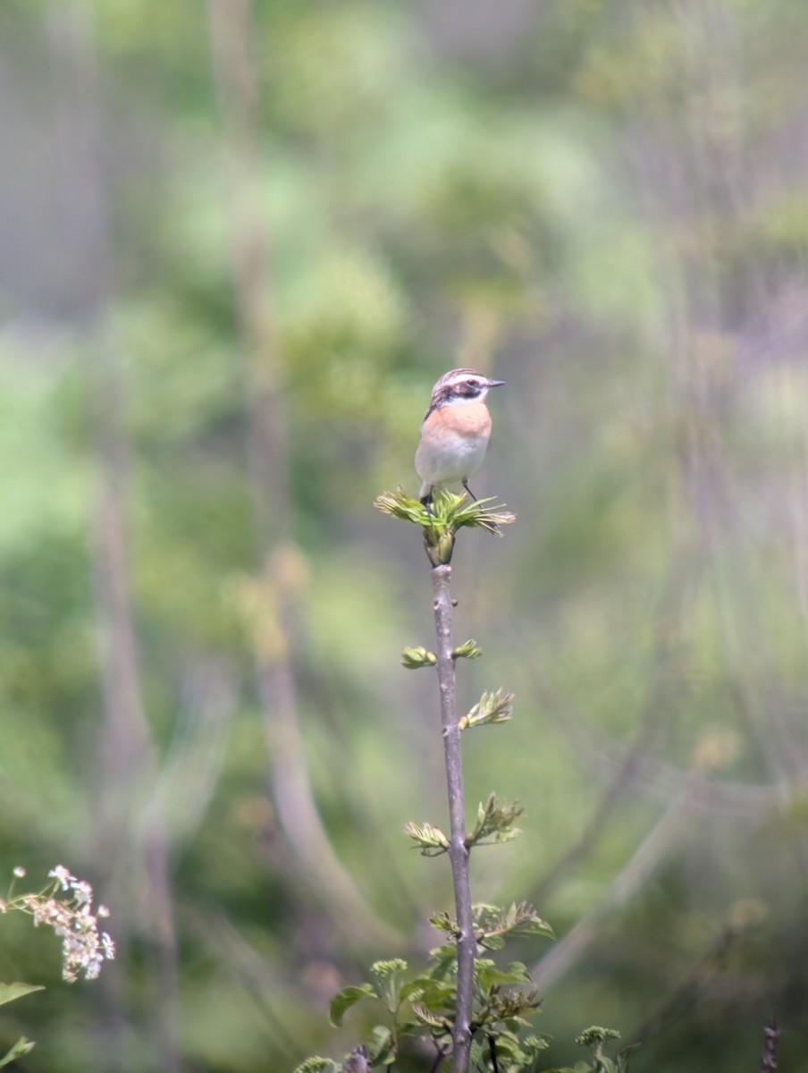 Whinchat - ML656562089