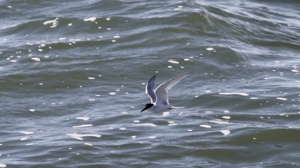 Damara Tern - ML656562124