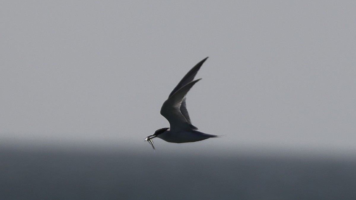 Damara Tern - ML656562125