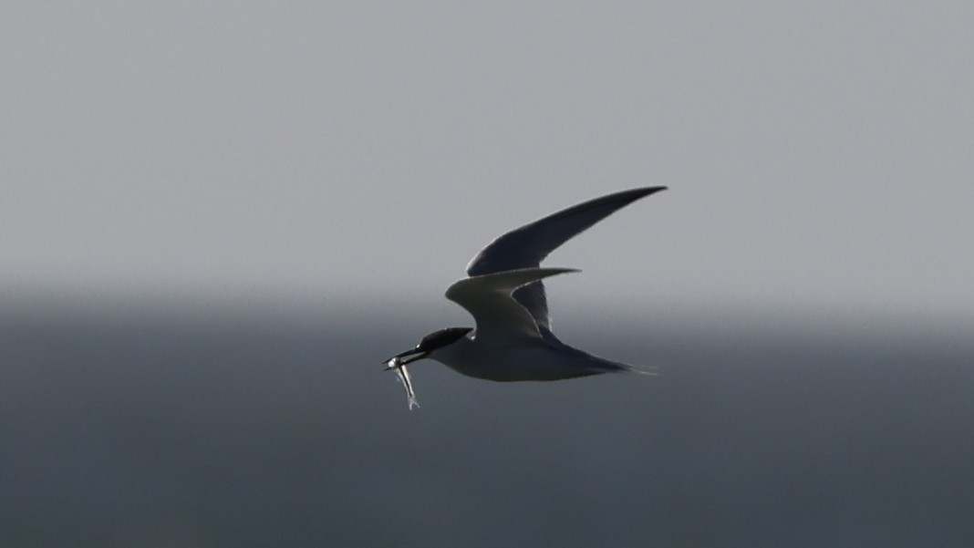 Damara Tern - ML656562126