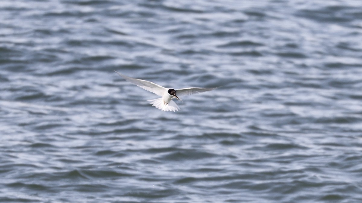 Damara Tern - ML656562127