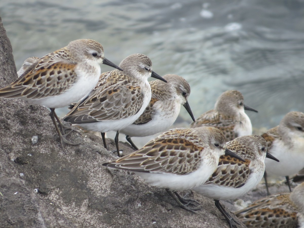 Western Sandpiper - Isaac  Denzer