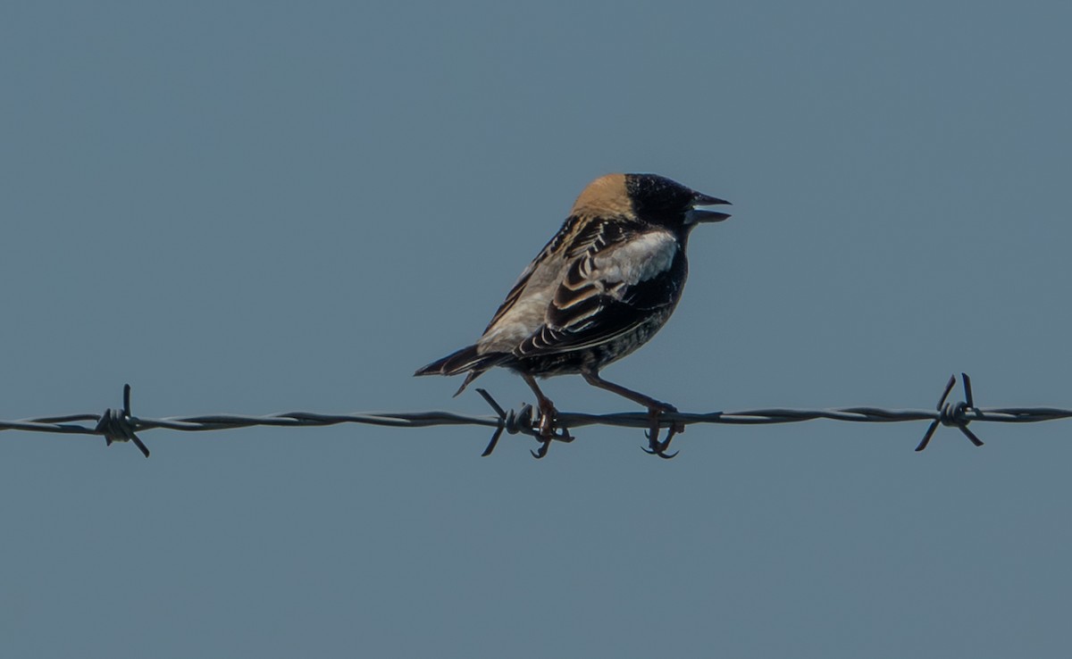 Bobolink - ML656564090
