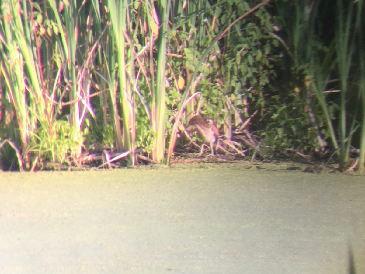 Least Bittern - ML65656411