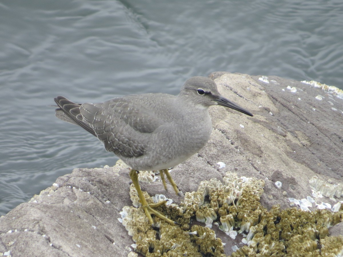 Wandering Tattler - ML65656451