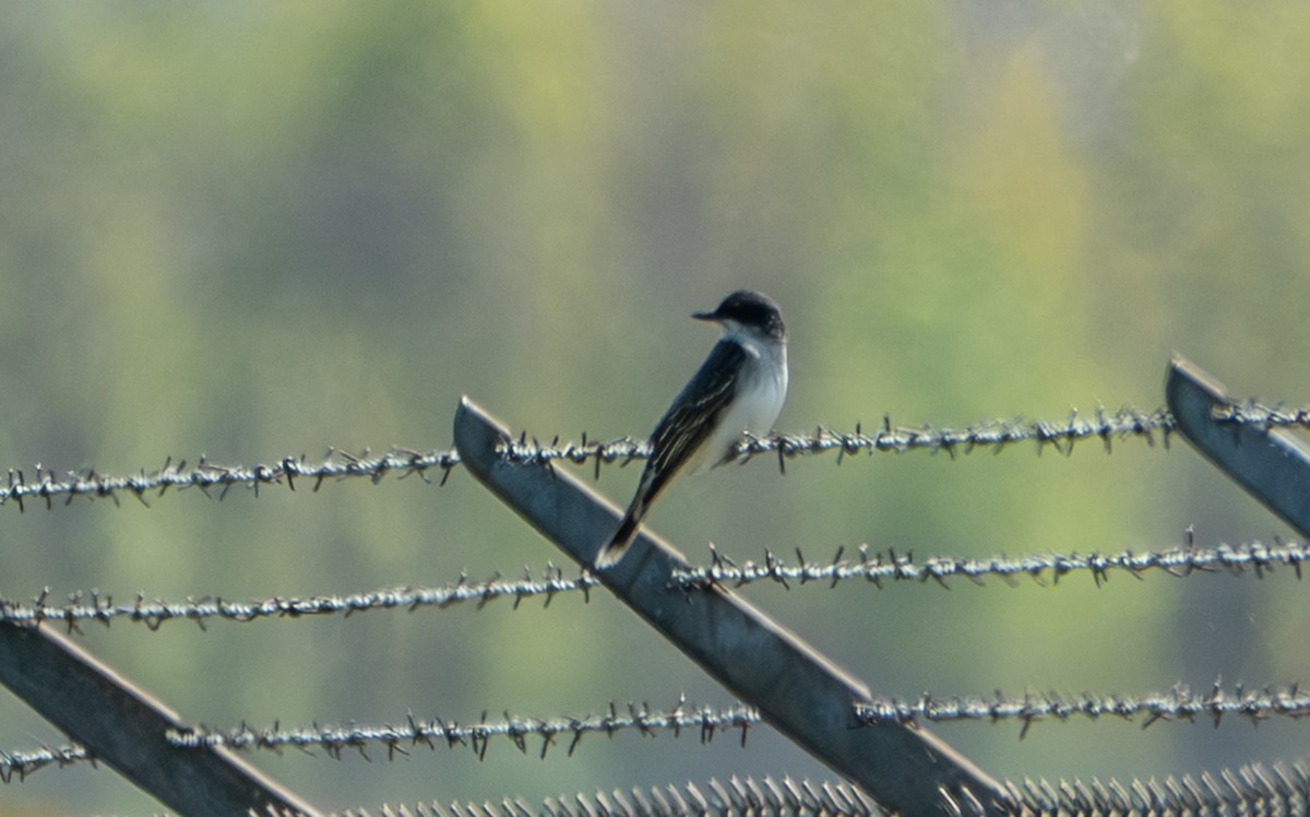 Eastern Kingbird - ML656564968