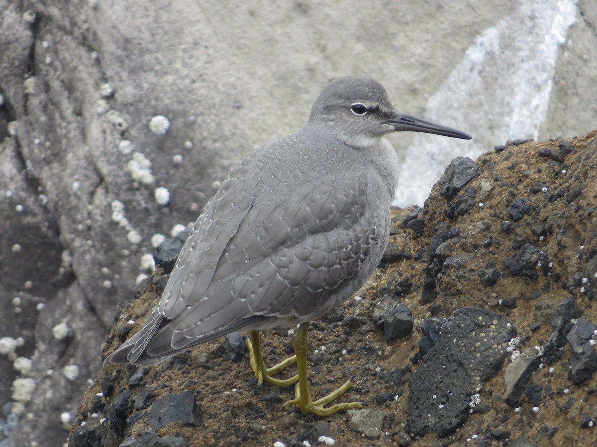 Wandering Tattler - ML65656571