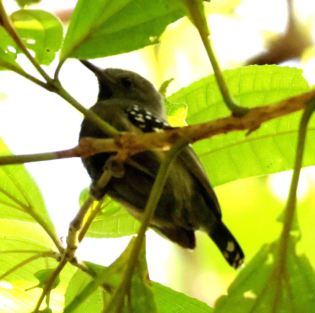 White-flanked Antwren - ML656566401