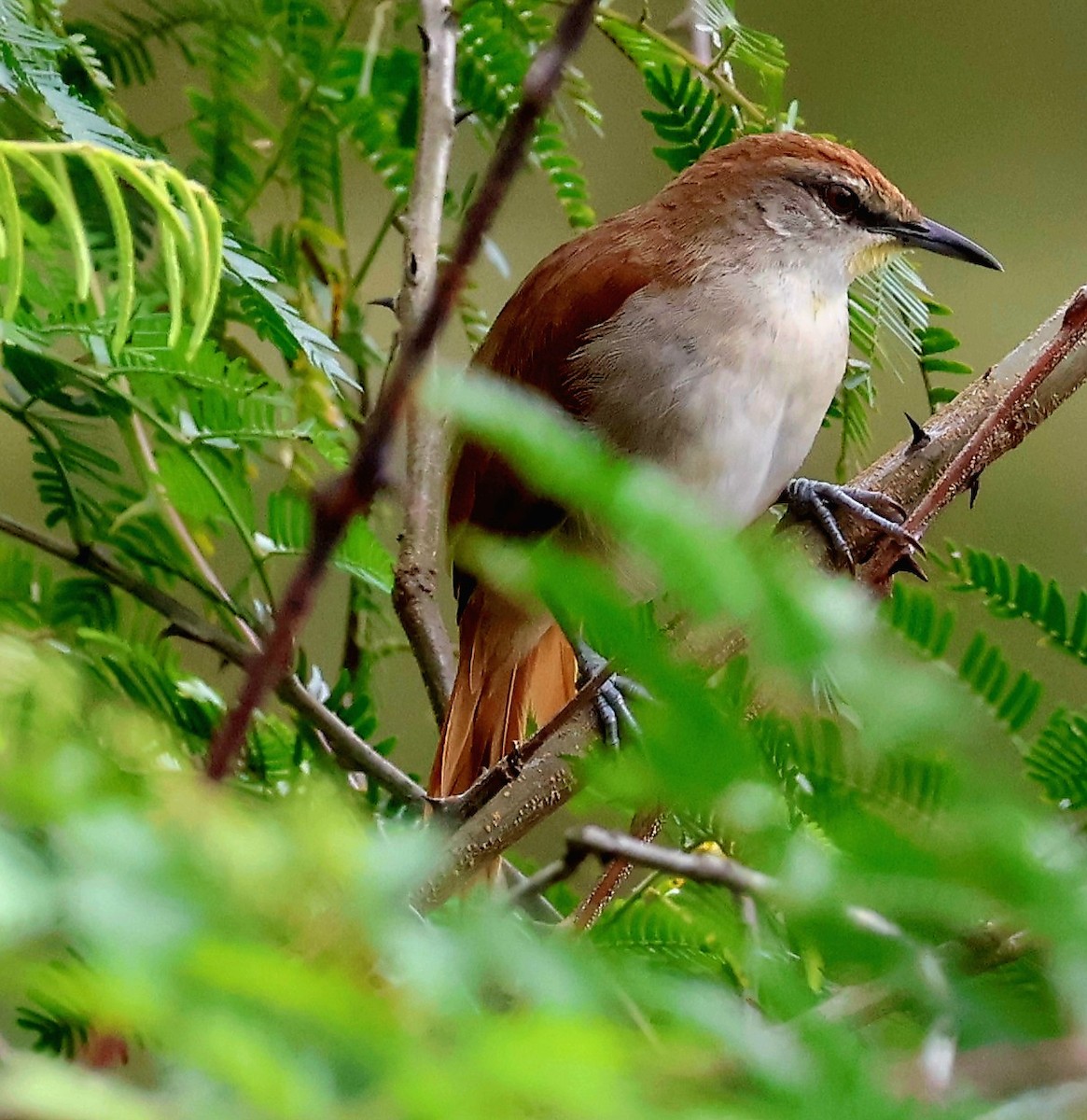 Yellow-chinned Spinetail - ML656566413