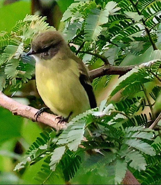 Planalto Tyrannulet - ML656566425
