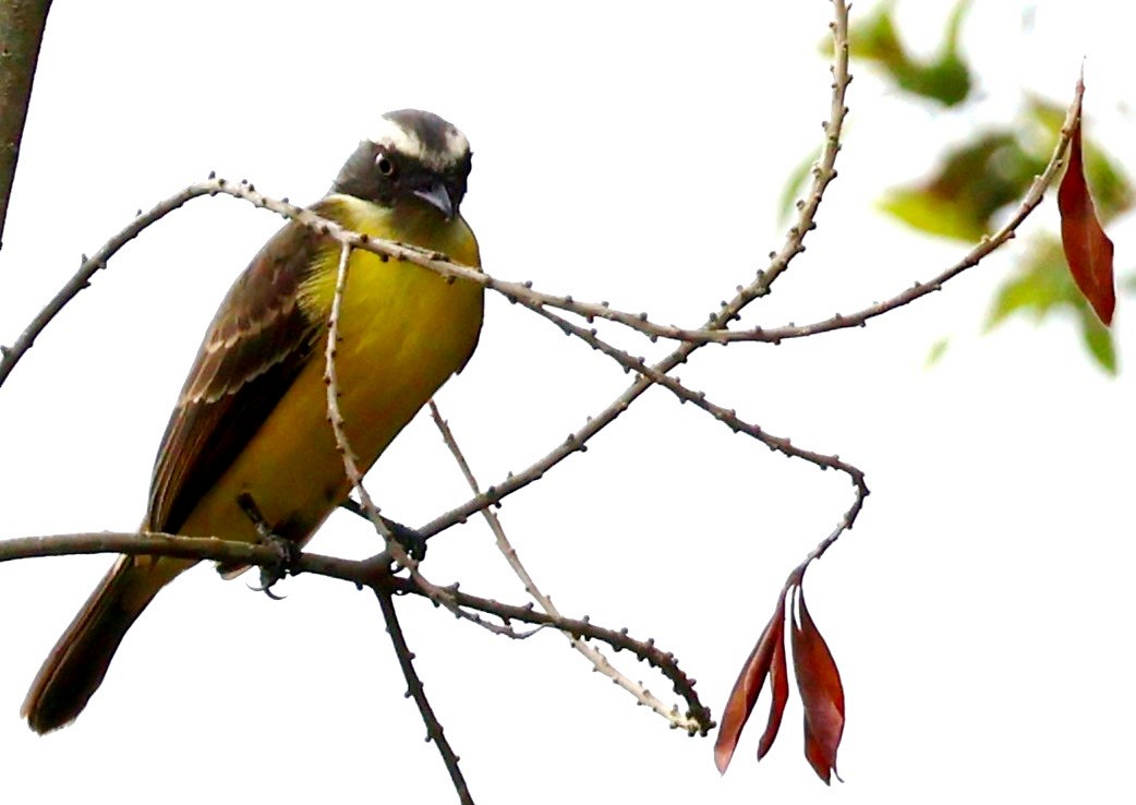 Social Flycatcher - ML656566454
